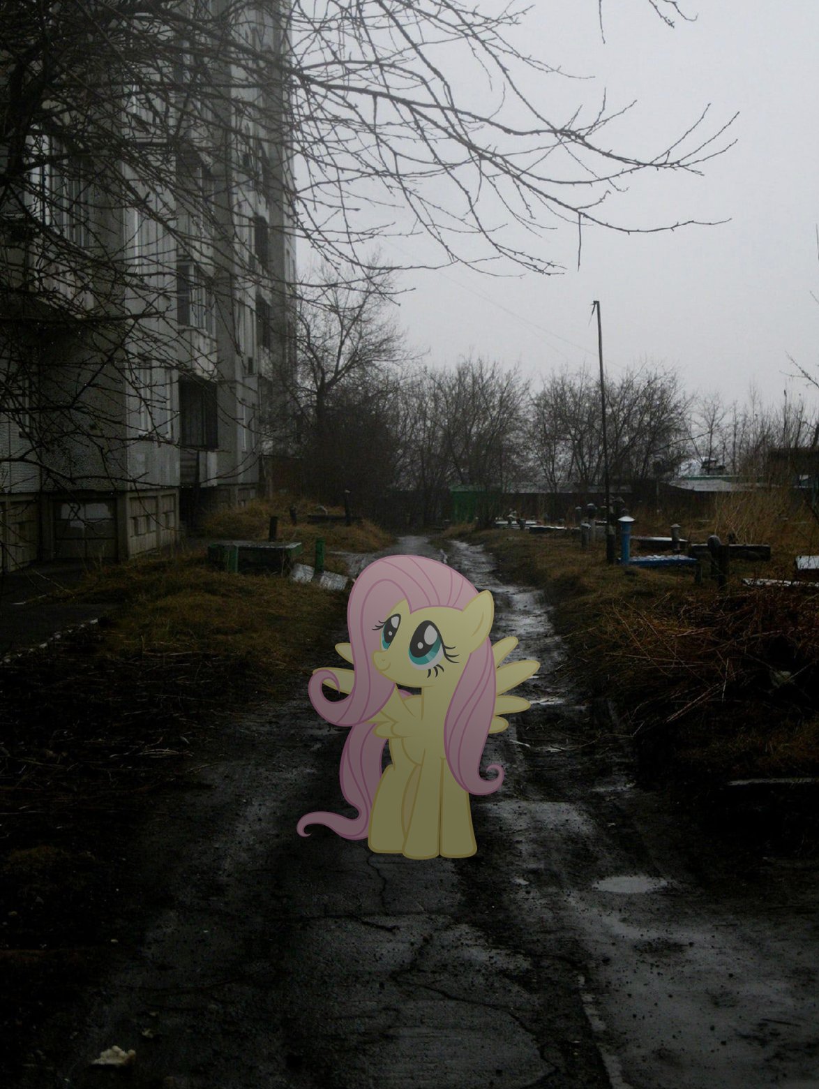 Fluttershy on rainy path